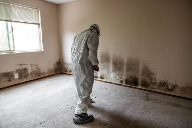 Greens Farms, CT Mold Remediation Company